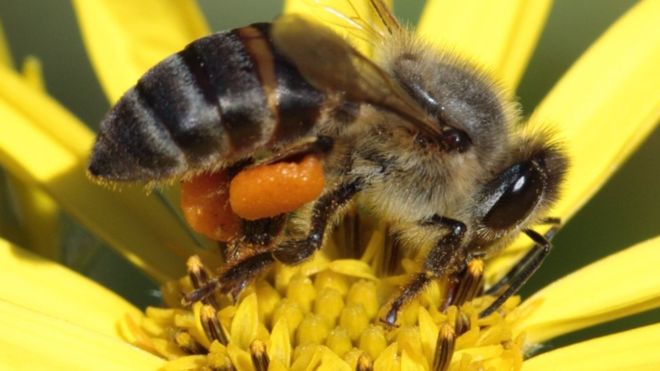 Как да помогнем на пчелите у дома