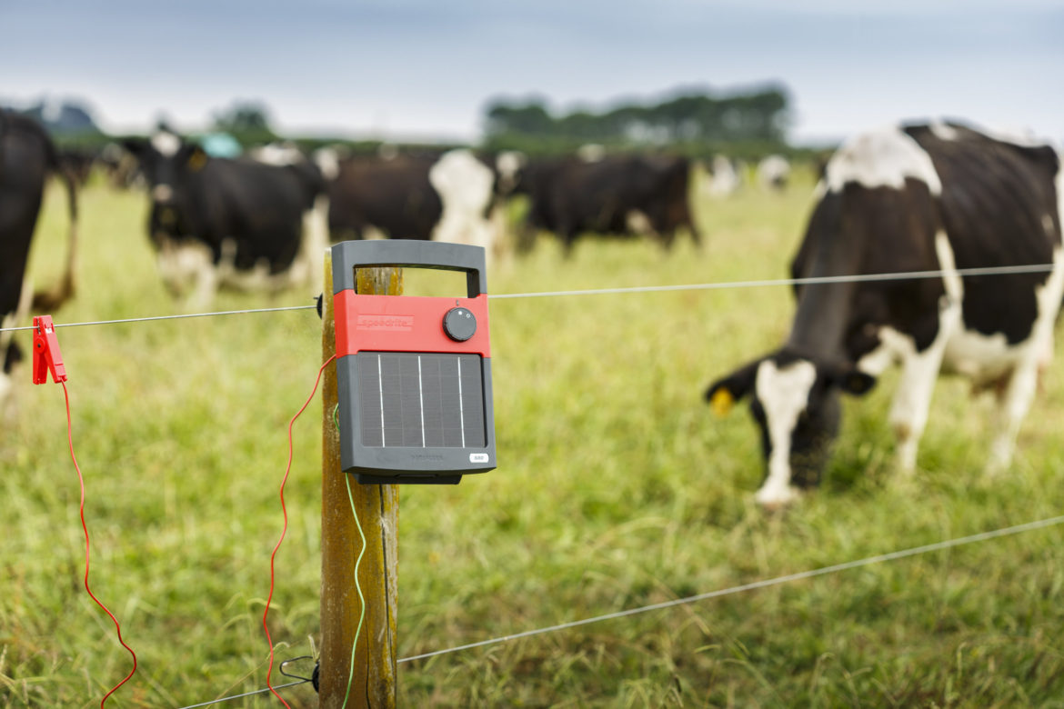 Електропастири помагат на работата на животновъдите